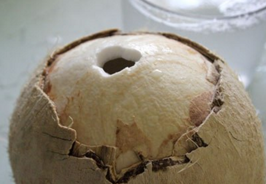 Trái dừa