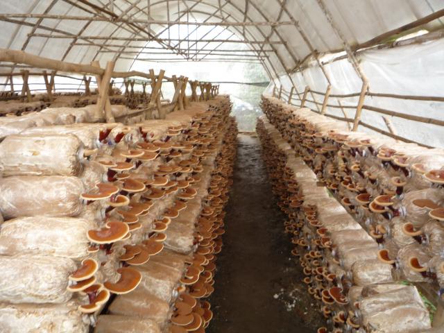 Trang trại trồng nấm linh chi