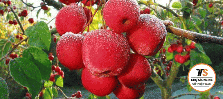 bai hoc kinh doanh tu cay tao