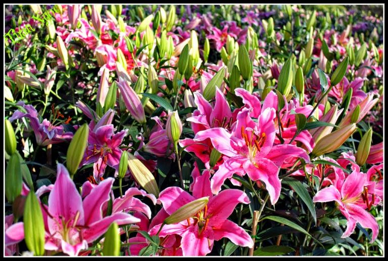 Kinh nghiệm nhập hoa ly Đà Lạt giá sỉ bán dịp Tết 2018