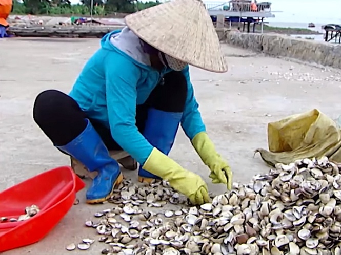 Ngao 'cười', người khóc vì lâm vào cảnh vỡ nợ