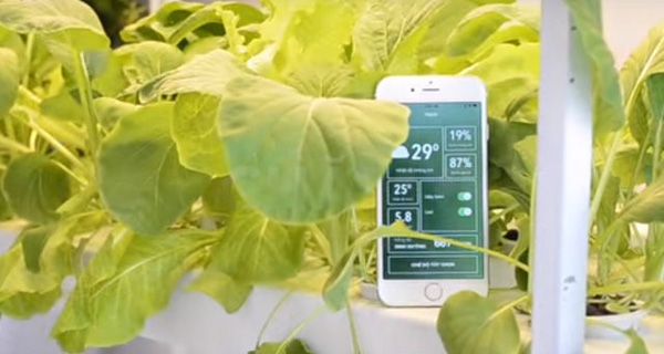 Trước vấn nạn thực phẩm bẩn bủa vây, startup của một sinh viên Bách Khoa sẽ giúp người Việt trồng rau sạch dễ dàng mà không cần đất hay mặt trời, chỉ cần 1 chiếc smartphone