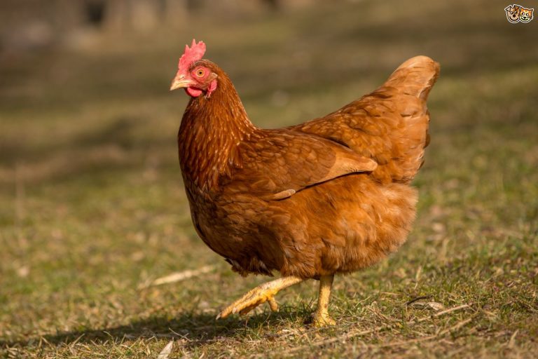 Lý do không nên mua ức gà có nhiều vằn trắng