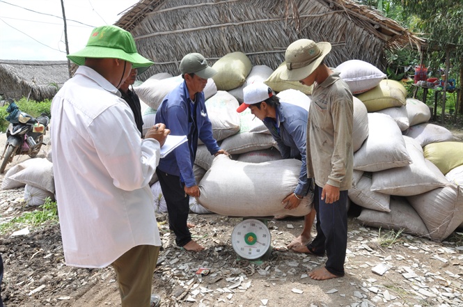 Nông dân Cần Thơ thu hoạch trúng lúa HT sớm