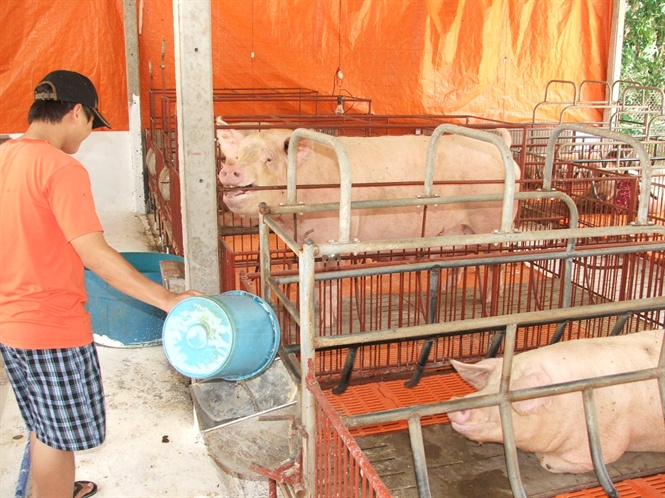 Nỗ lực tìm đường ra cho chăn nuôi
