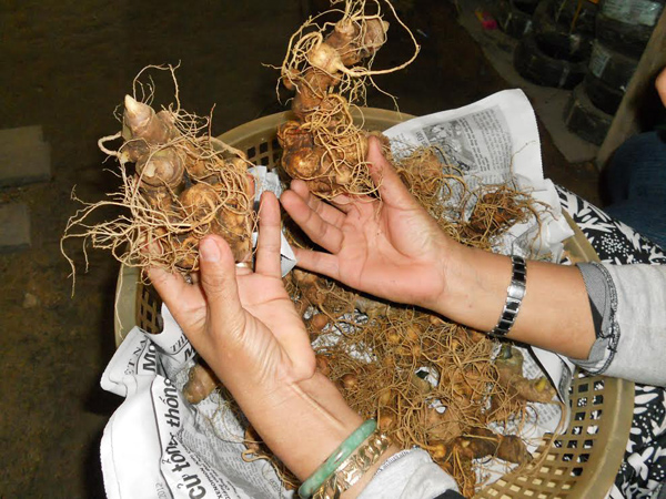 Đại gia sâm Ngọc Linh chê tiền lẻ vì cõng lên núi mỏi vai