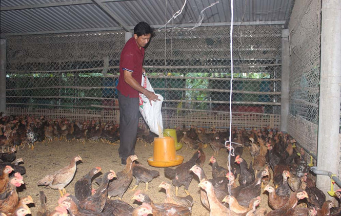 Làm giàu từ nuôi gà thương phẩm