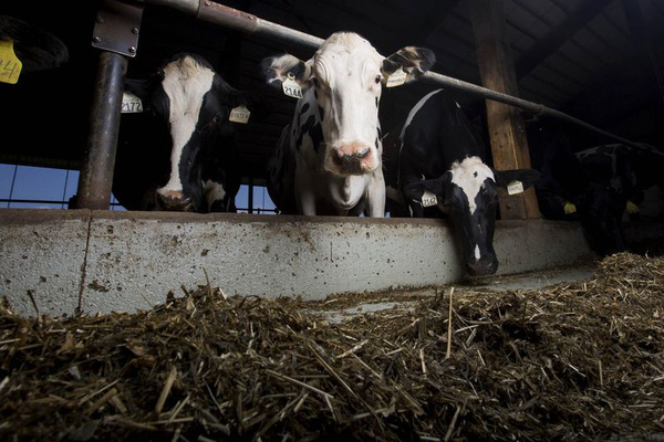 Giữa lúc bị cô lập, thiếu sữa trầm trọng, một doanh nhân Qatar thuê 60 chuyến bay, chở 4.000 con bò từ Úc về lấy sữa