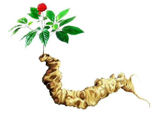 Sâm Ngọc Linh được công nhận là sản phẩm quốc gia