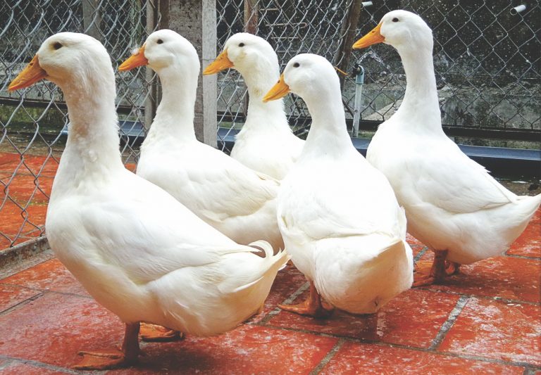 Phú Yên: 7.000 con vịt chết, nguy cơ lây lan dịch bệnh