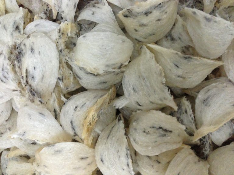 Nuôi yến nở rộ nhưng giá vẫn cao