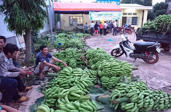 Chuối ế vì không có liên kết, làm theo phong trào