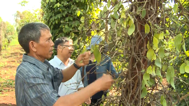 Đánh bạc với cây tiêu