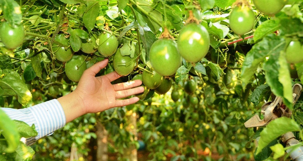 Chuyện rớt giá và giấc mơ tỷ đô của chanh dây