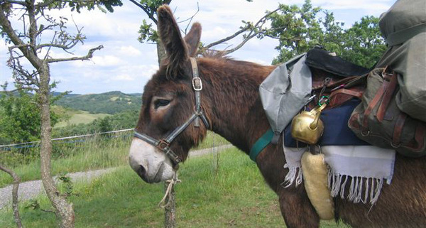 Chuyện người lái buôn và con lừa: Sống ở đời phải biết “tùy cơ ứng biến”, đừng dựa mãi vào kinh nghiệm để rồi thất bại cay đắng