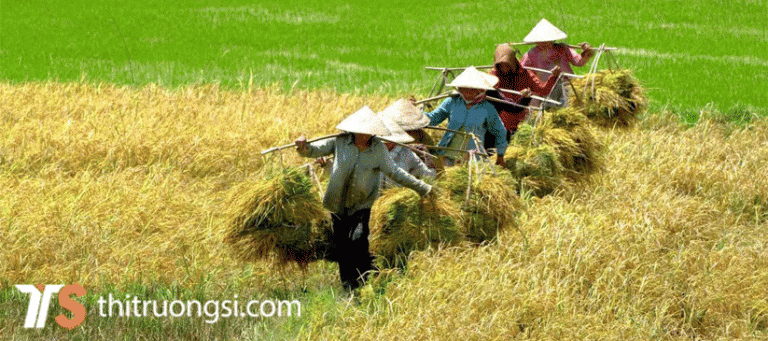 xuat khau gao con nhieu ngo nhan