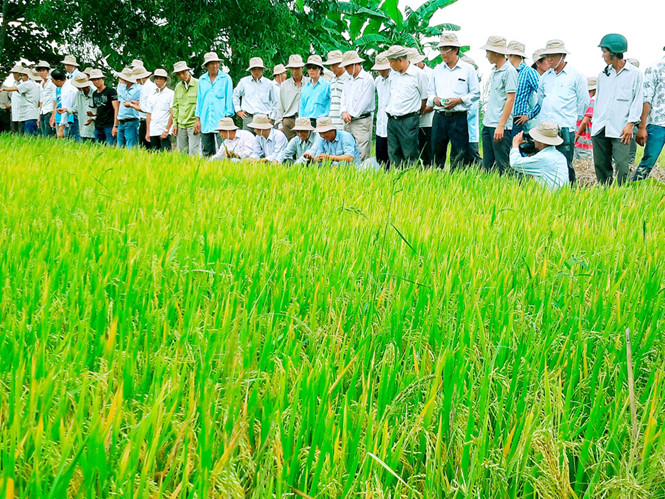 Khi gạo đặc sản được cấp chứng nhận nhãn hiệu độc quyền