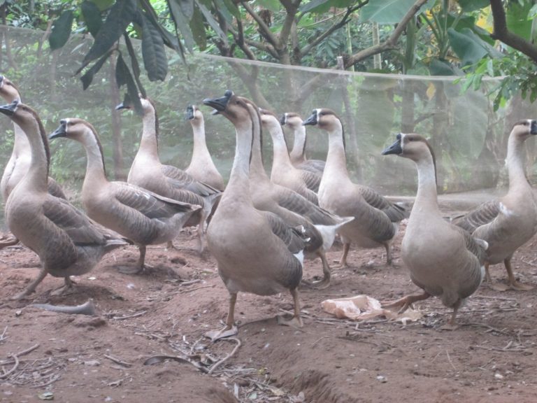 Điện Biên ồn ào chuyện mua ngỗng giống đắt gấp đôi giá thị trường