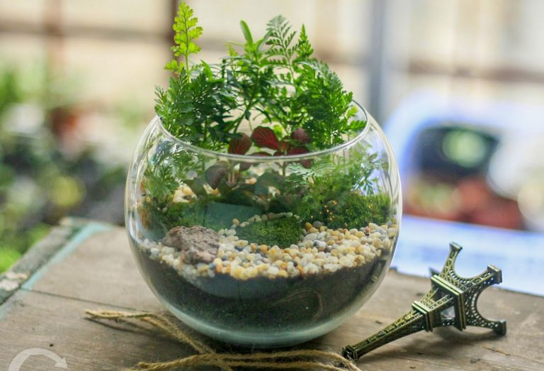 Kinh doanh cây cảnh mini thế nào dễ thành công và thu được lợi nhuận cao?