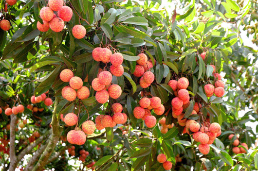 Làm giàu từ cây vải thiều trên đất Tây Nguyên