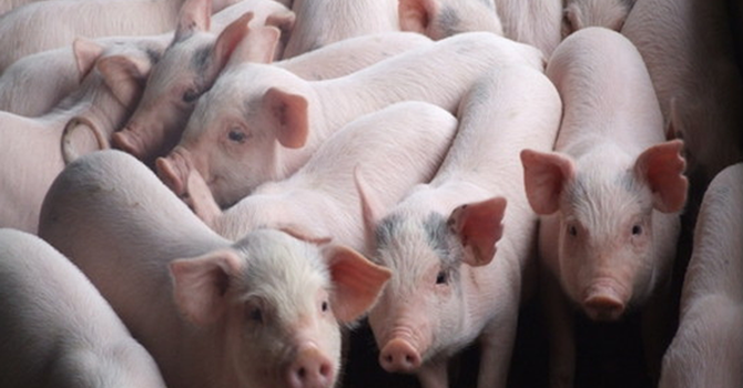 Xuất khẩu thịt lợn 5 tháng đầu năm 2017 gần bằng cả năm ngoái