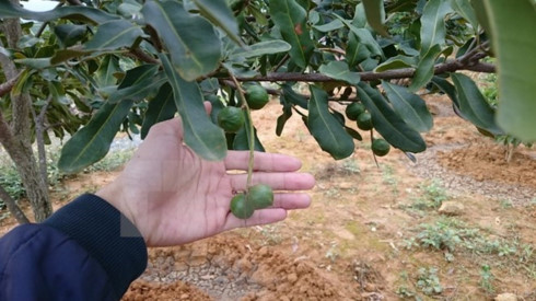 Cây mắc ca được trồng tại Lai Châu. (Ảnh: Nguyễn Duy/TTXVN).