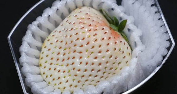 Có gì bên trong dâu tây trắng khổng lồ 200.000 đồng/quả độc nhất vô nhị tại Nhật Bản?