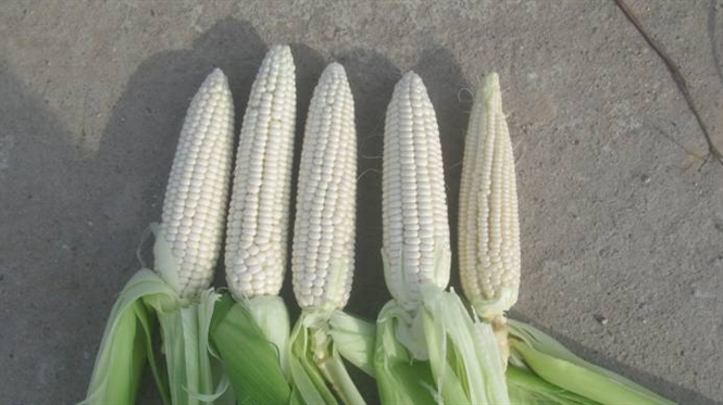 Doanh nghiệp Hàn Quốc cần NK ngô nếp