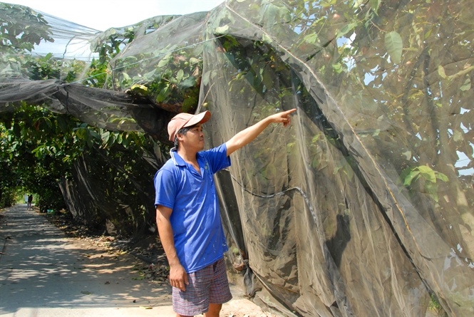 Trồng doi sạch bằng phương pháp 'trùm mùng'