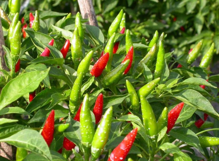 Vụ ớt có lãi, nhưng chớ vội đua nhau mở rộng diện tích