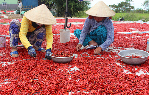 Giá ớt miền Tây giảm 10 lần, thương lái vẫn 'bặt tăm'