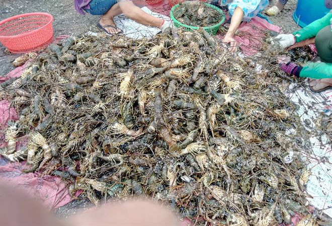 Hỗ trợ người nuôi tôm hùm tỉnh Phú Yên