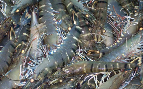 Australia đang xem xét bãi bỏ lệnh cấm nhập khẩu tôm từ Việt Nam