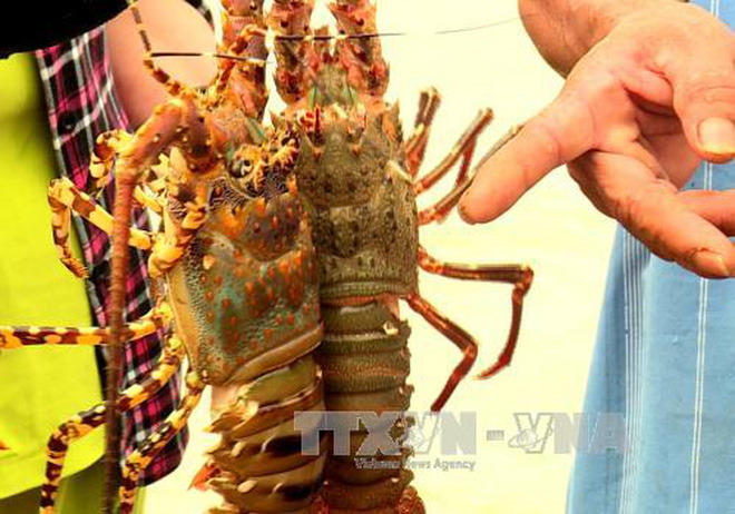 Trên 16.500 lồng nuôi tôm hùm Phú Yên chết với tỷ lệ cao