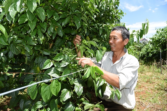 Ông Chữ Văn Xoa bên vườn sachi đang cho trái