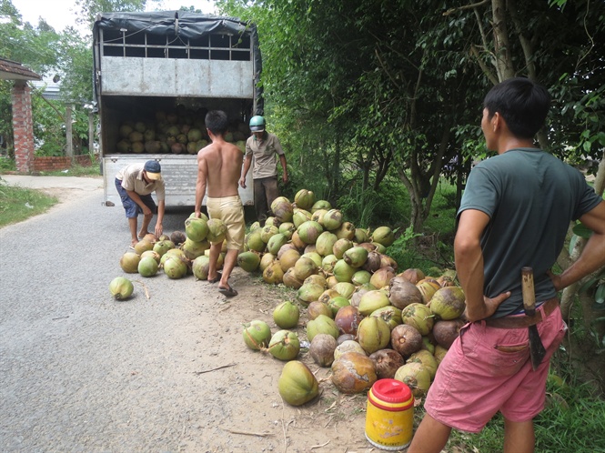 Các thương lái thu mua dừa khô