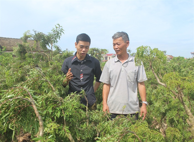 Thu nhập hàng trăm triệu mỗi năm nhờ trồng đinh lăng 'sạch'