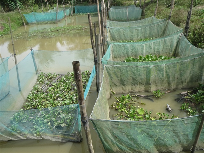 Rắn ri cá dễ nuôi, ít bênh tật, đầu ra không khó