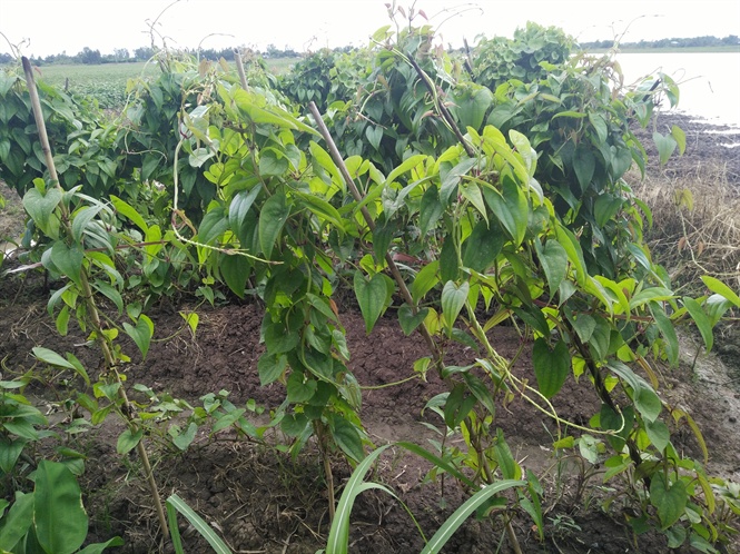 Vĩnh Long: Khoai mỡ nhiễm bệnh lạ