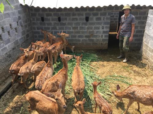 Làm giàu từ nghề nuôi hươu