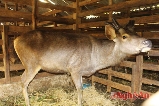 Thành tỷ phú nhờ nuôi hươu, nai