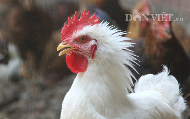 Tò mò xem khu chế biến gà siêu sạch xuất khẩu đi Nhật