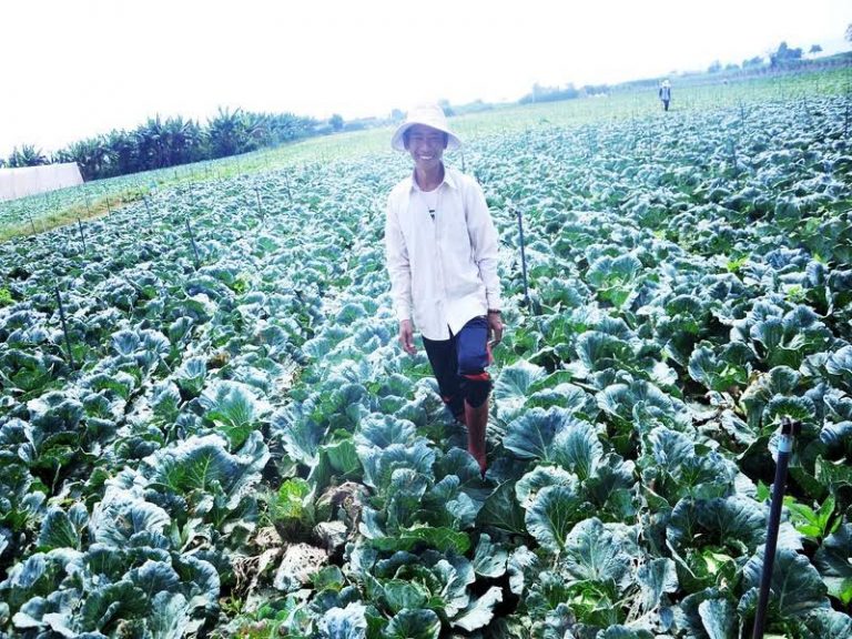 Khám phá vườn rau sạch của những nông dân mê công nghệ cao