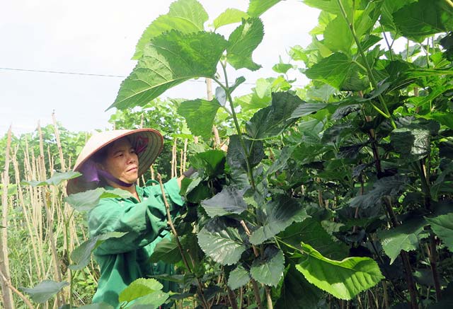 Gia đình chị Dương Thị Thắm, huyện Lâm Hà (Lâm Đồng) có thu nhập ổn định nhờ trồng dâu, nuôi tằm. Ảnh: H.Y