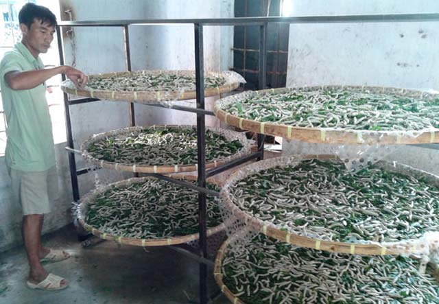 Anh Nguyễn Hoàng ở thôn 4, xã Diên Đồng (Diên Khánh - tỉnh Khánh Hòa) chăm sóc các nong tằm. Ảnh: C.T