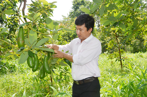 Kỹ sư trồng bơ sáp thử chơi, ai ngờ quá ngon, lập HTX thu tiền thật