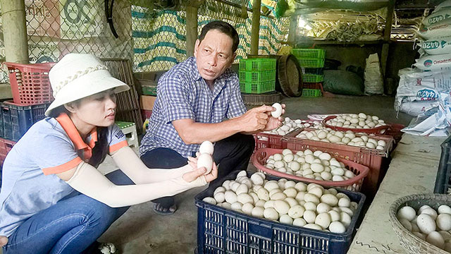 Ông Tuế chia sẻ kinh nghiệm cách chọn trứng đạt tiêu chuẩn trước khi đưa vào lò ấp