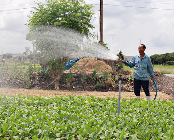 Chuyện có thật: Mùa này giá rau tăng cao, nhà nông vẫn lo ngay ngáy