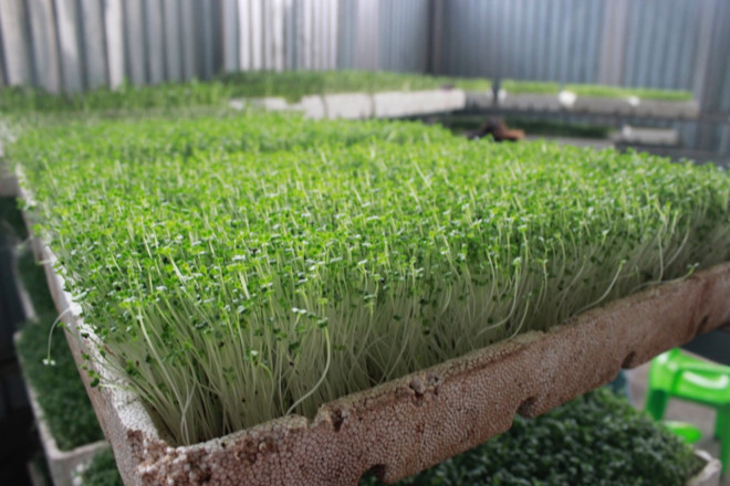Từ khay rau mầm cho con, vợ chồng lập khu sản xuất thu về tiền tỷ