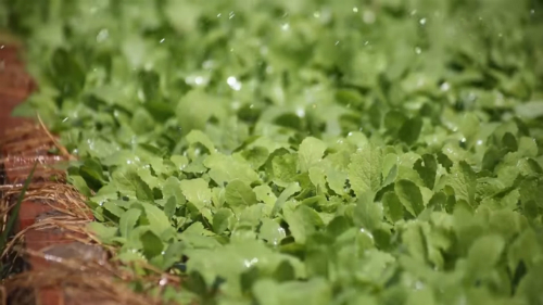 Trồng rau phải như nông trại 8 Khỏe, có 2000m2 thu 350 triệu/tháng